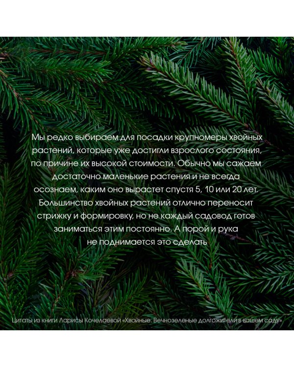 Энциклопедия хвойных растений. Вечнозелёные долгожители в вашем саду