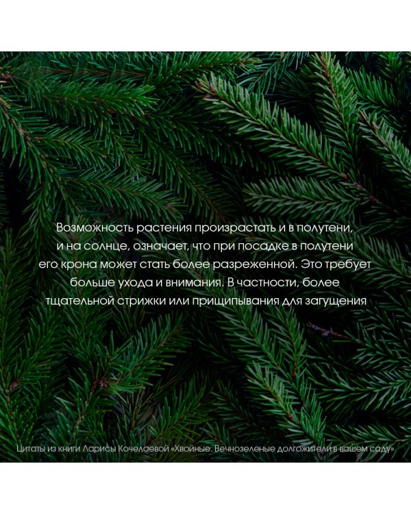 Энциклопедия хвойных растений. Вечнозелёные долгожители в вашем саду
