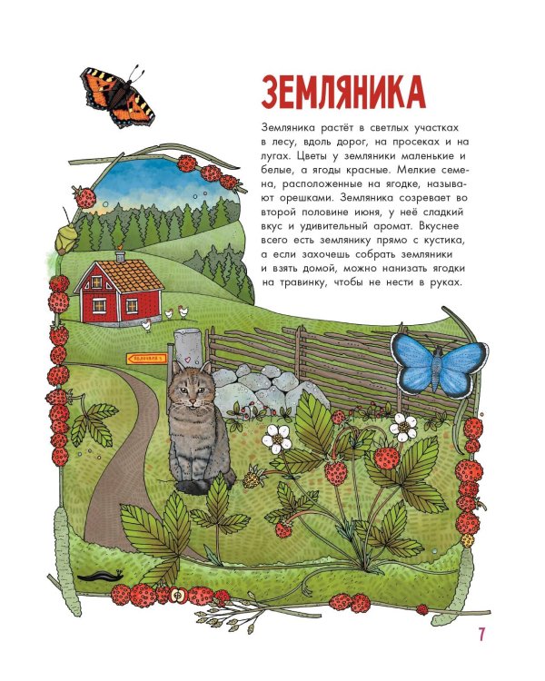 Грибы и ягоды