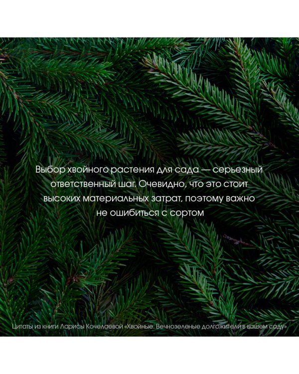 Энциклопедия хвойных растений. Вечнозелёные долгожители в вашем саду