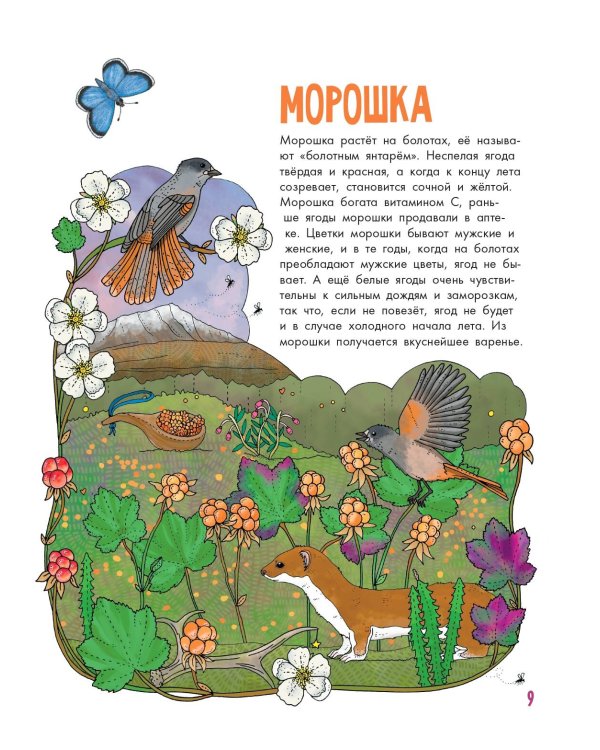 Грибы и ягоды