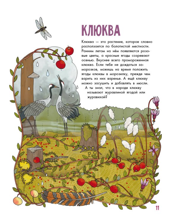 Грибы и ягоды