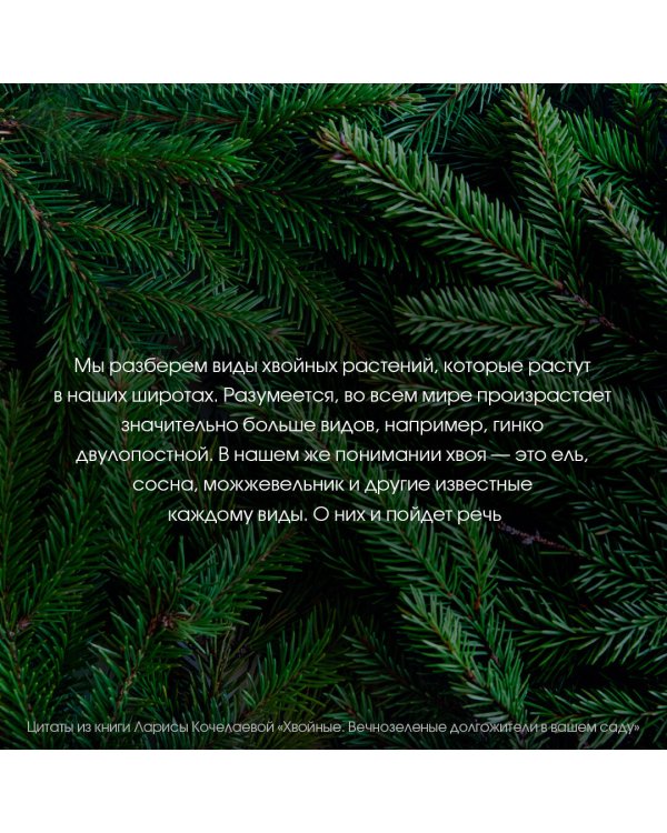 Энциклопедия хвойных растений. Вечнозелёные долгожители в вашем саду