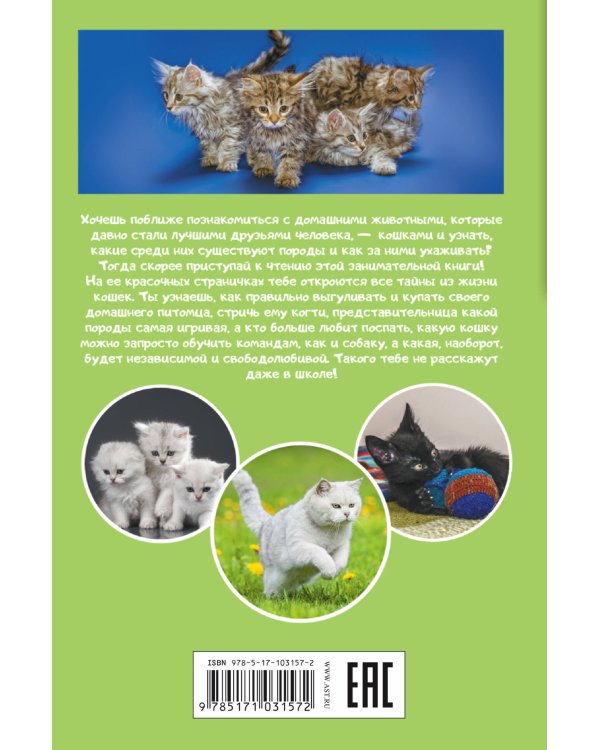 Кошки и котята