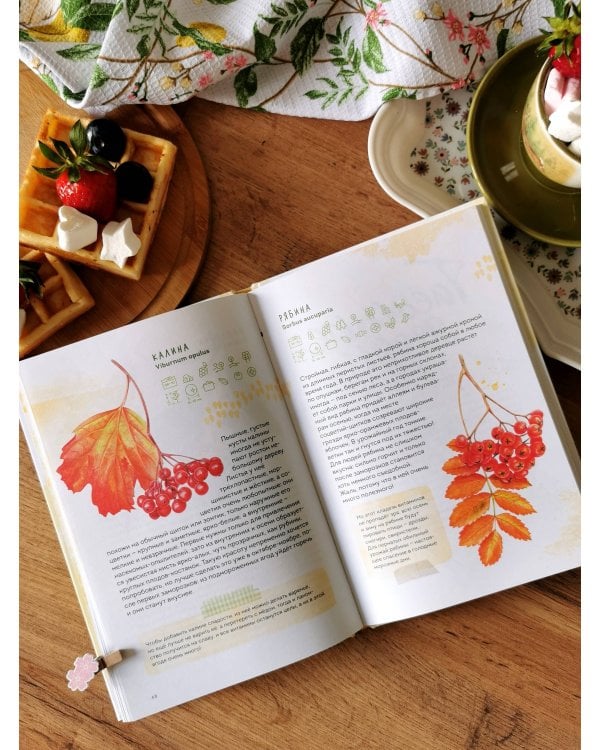 Ягоды. Атлас-определитель