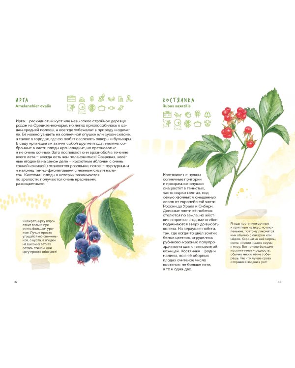 Ягоды. Атлас-определитель