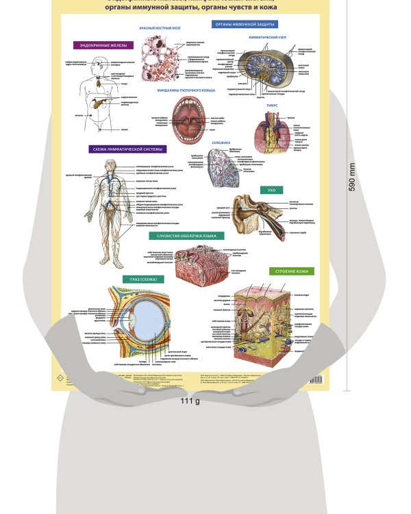 Анатомия человека. Костная система (в тубусе)