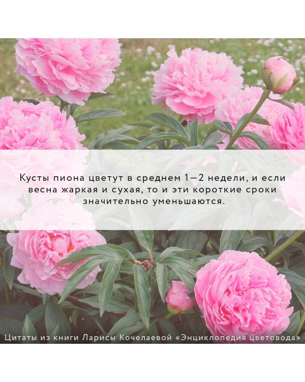 Энциклопедия цветовода