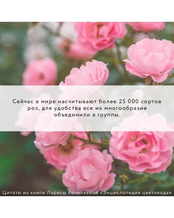 Энциклопедия цветовода