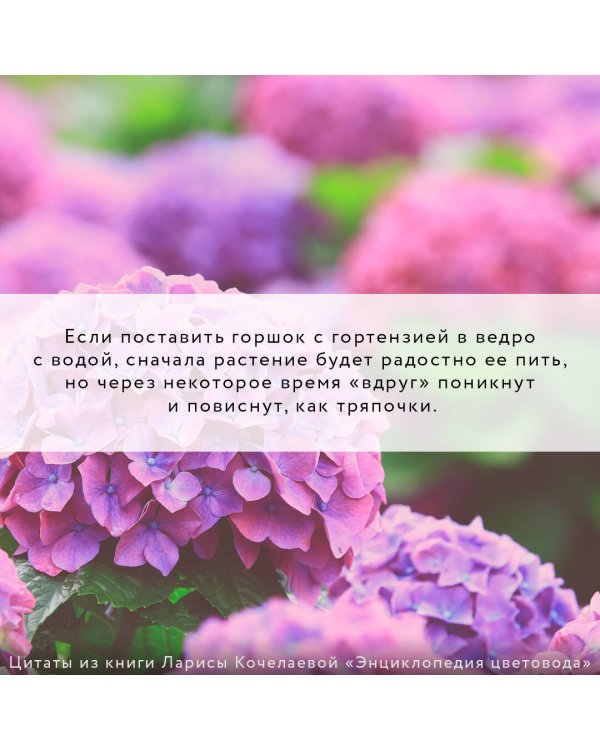 Энциклопедия цветовода