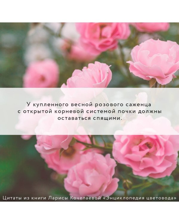 Энциклопедия цветовода