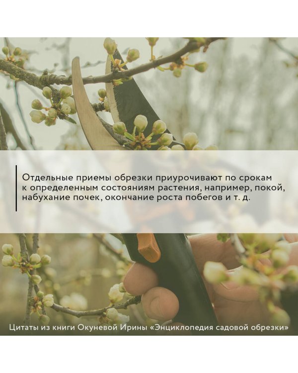 Энциклопедия садовой обрезки