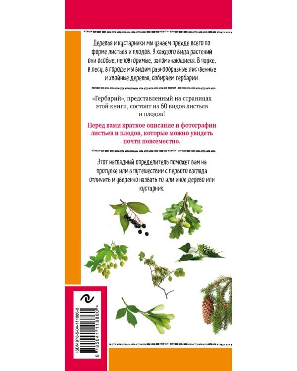 Листья деревьев. Как узнать растение