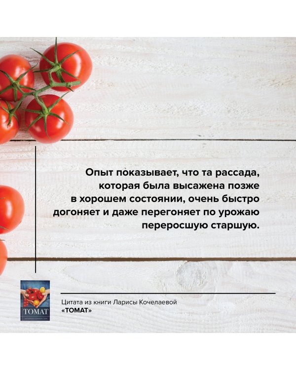 Томат. Выращиваем, ухаживаем и едим