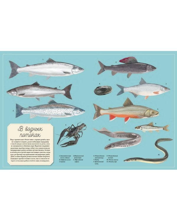 Муми-тролли на рыбалке