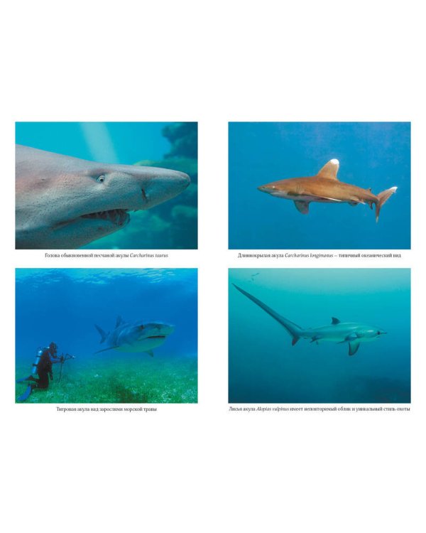 Императоры глубин. Акулы: Самые загадочные, недооцененные и незаменимые стражи океана