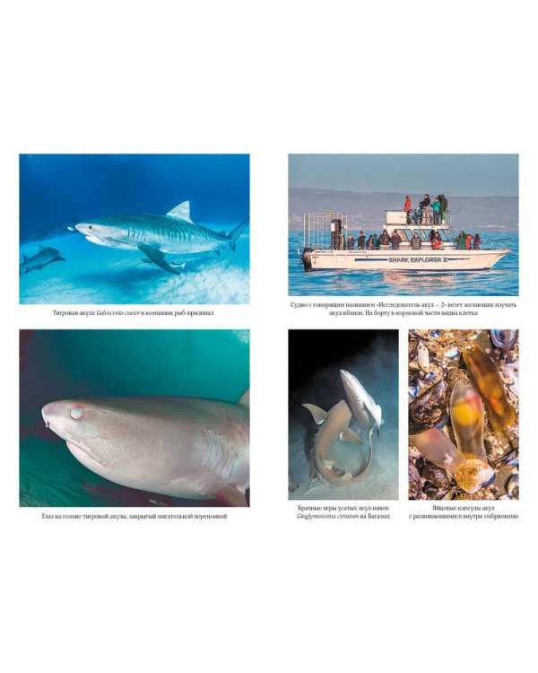 Императоры глубин. Акулы: Самые загадочные, недооцененные и незаменимые стражи океана