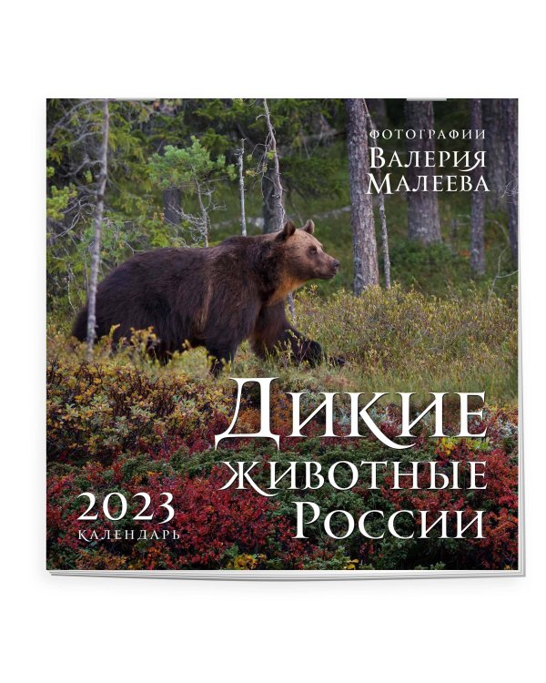 Дикие животные России. Авторские фотографии Валерия Малеева. Календарь настенный на 2023 год (300х300 мм)