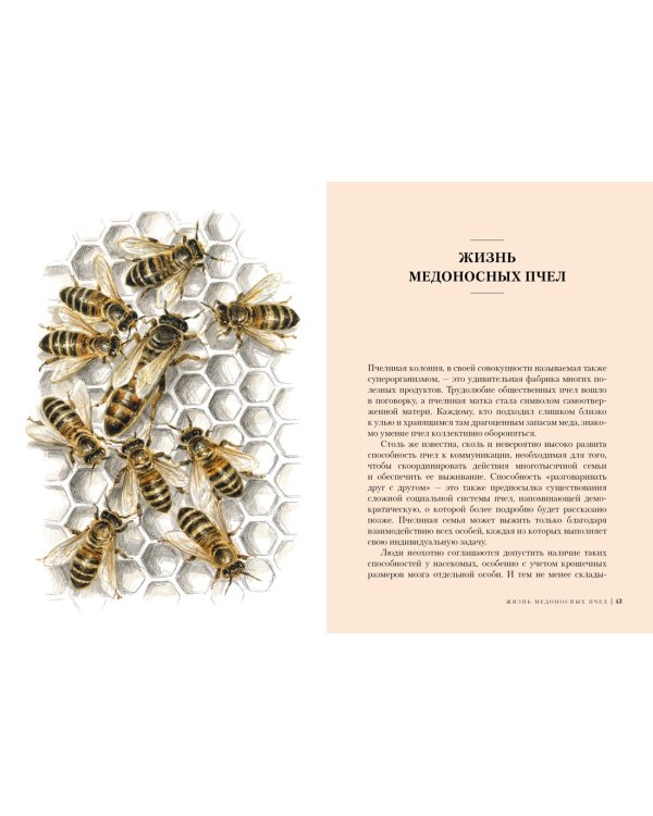 Пчелы. Что человек и пчела значат друг для друга