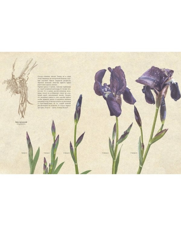 Мой сад. Путешествие к себе