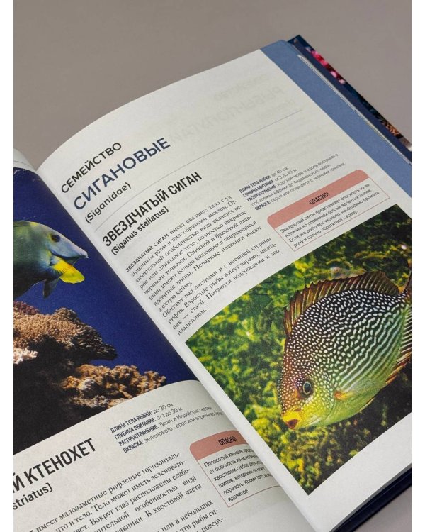 Рыбы коралловых рифов