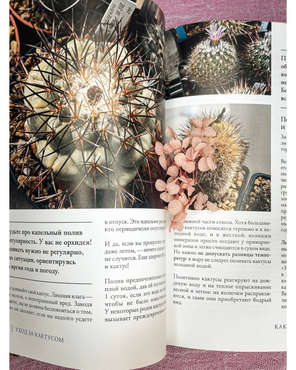 Кактусы. Колючая правда