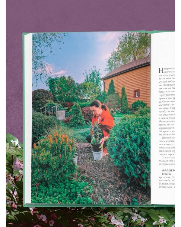 Секреты малоуходного сада. Как создать дизайн участка с неприхотливыми декоративными растениями