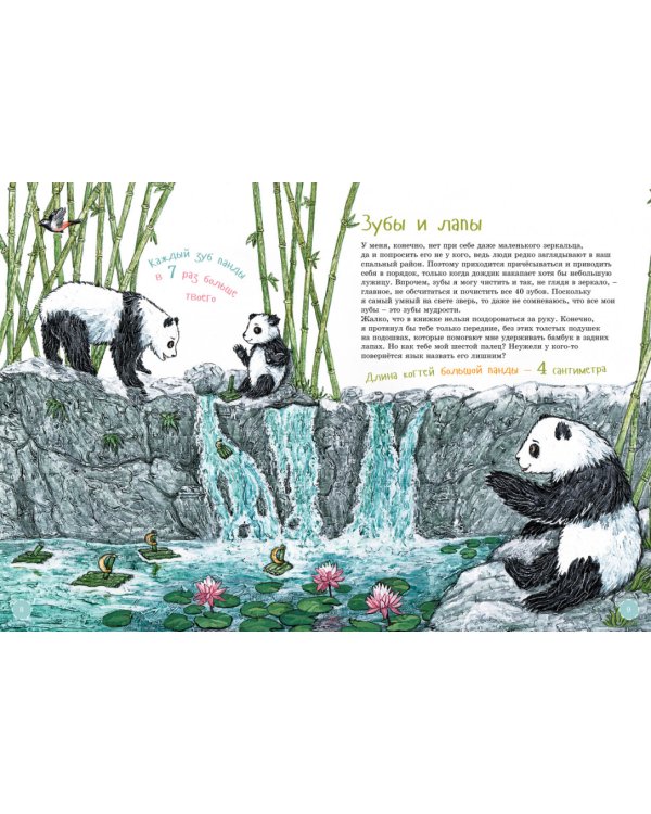 Я большая панда. (книга с раскрасками)