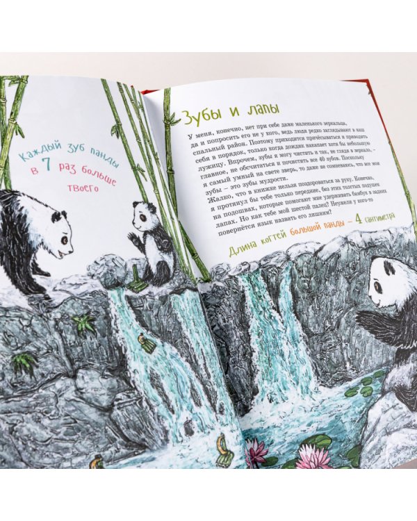 Я большая панда. (книга с раскрасками)