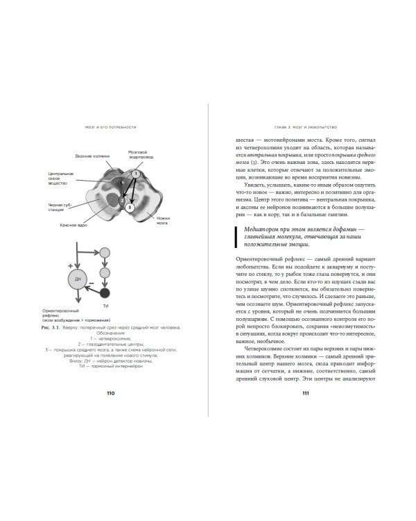 Мозг и его потребности от питания до признания