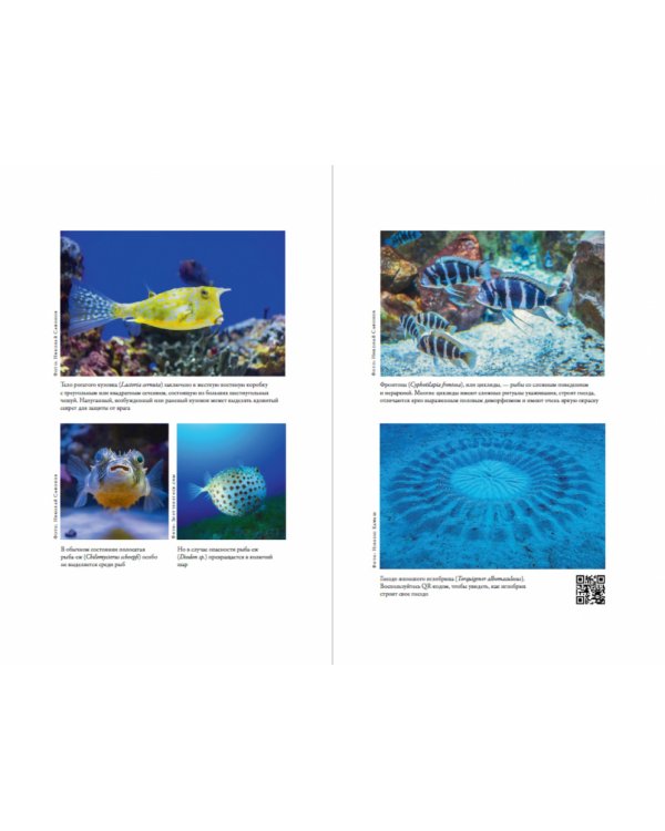 О чем молчат рыбы. Путеводитель по жизни морских обитателей