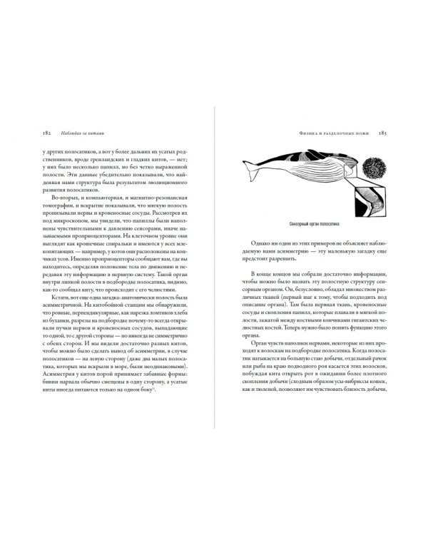 Наблюдая за китами. Прошлое, настоящее и будущее загадочных гигантов