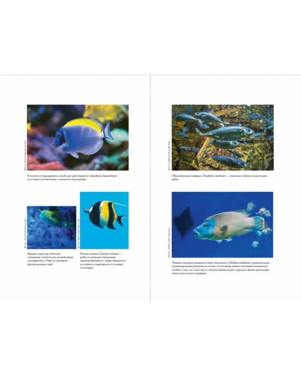 О чем молчат рыбы. Путеводитель по жизни морских обитателей