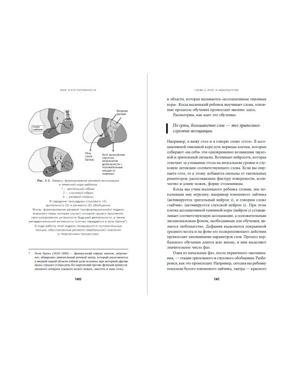Мозг и его потребности от питания до признания