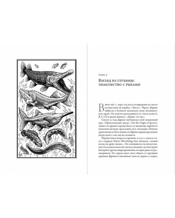 О чем молчат рыбы. Путеводитель по жизни морских обитателей