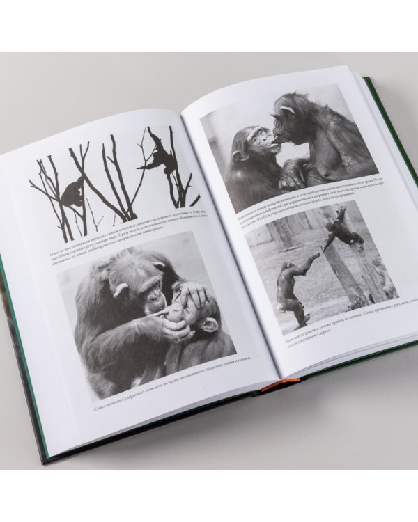 Разные. Мужское и женское глазами приматолога