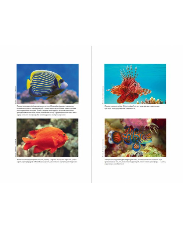 О чем молчат рыбы. Путеводитель по жизни морских обитателей