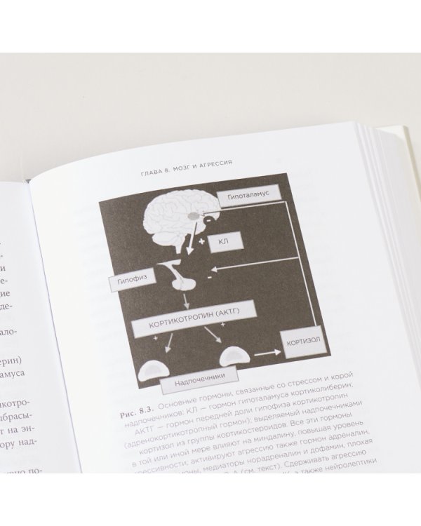 Мозг и его потребности от питания до признания