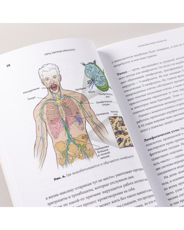 Пять литров красного. Что необходимо знать о крови, ее болезнях и лечении