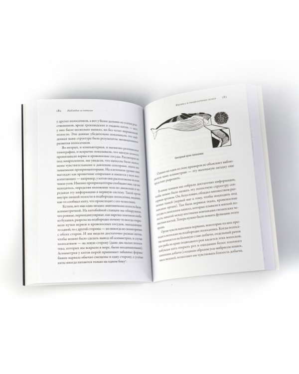 Наблюдая за китами. Прошлое, настоящее и будущее загадочных гигантов