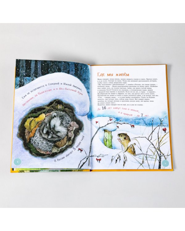 Я Ёж (в илл.Пипченко Л.)(раскраска внутри)