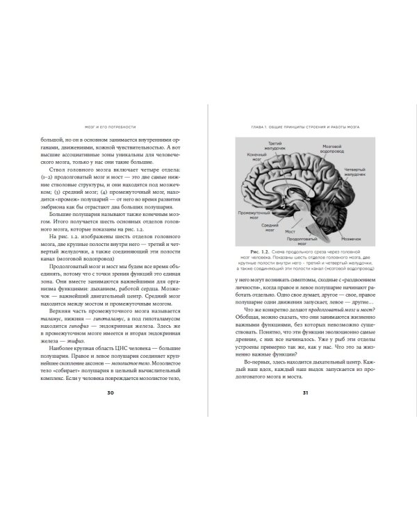 Мозг и его потребности от питания до признания