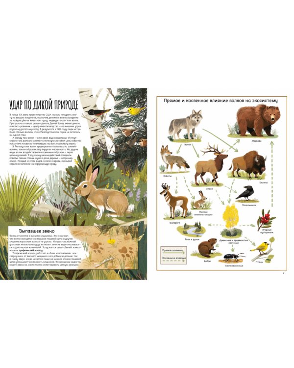 Вернуть Волков. Как хищники восстановили баланс экосистемы