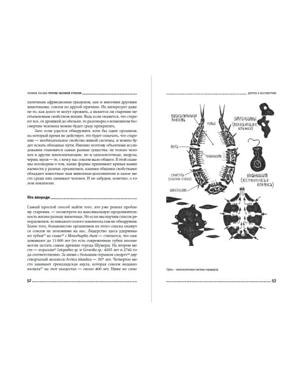 Против часовой стрелки. Что такое старение и как с ним бороться