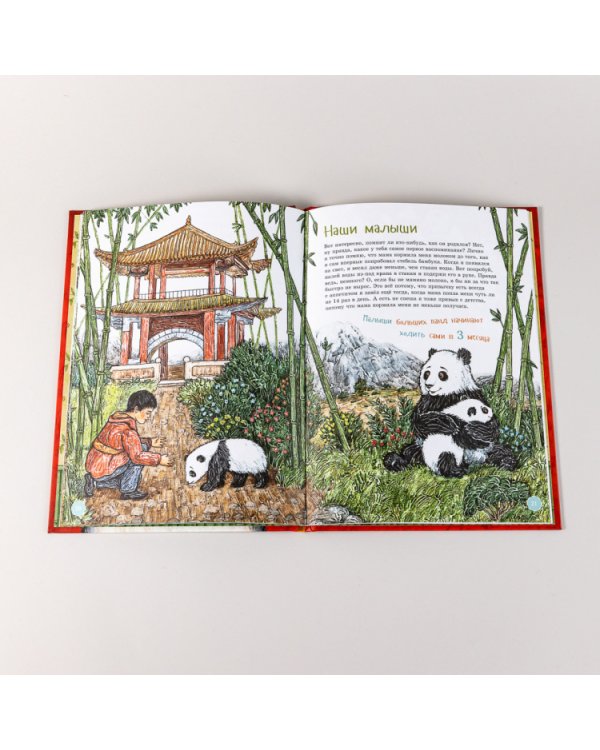 Я большая панда. (книга с раскрасками)