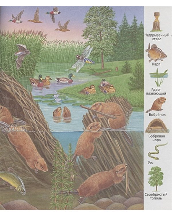 В пруду и у реки