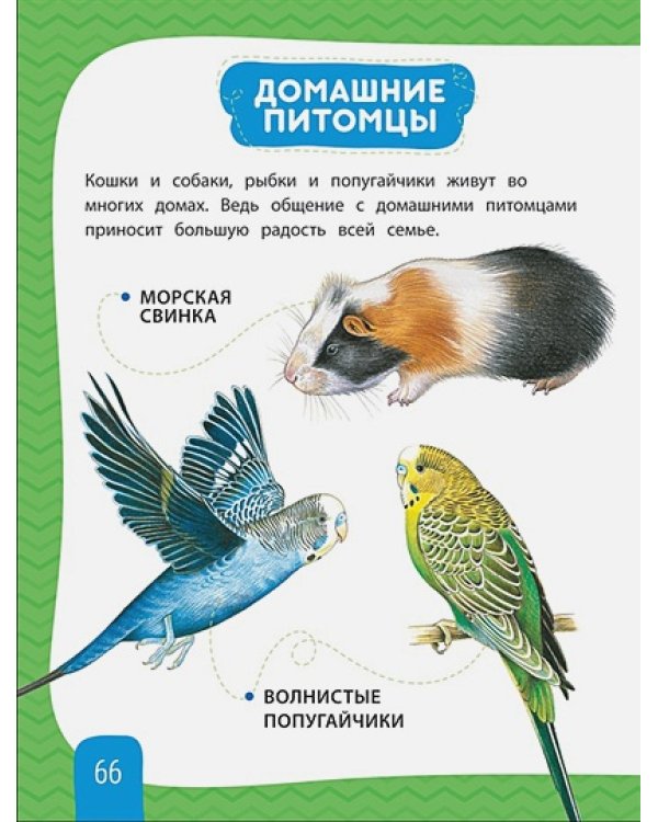 Любимая энциклопедия малыша