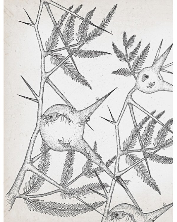 Коварные растения.Белена,дурман,аконит,мандрагора и другие преступники мира флоры