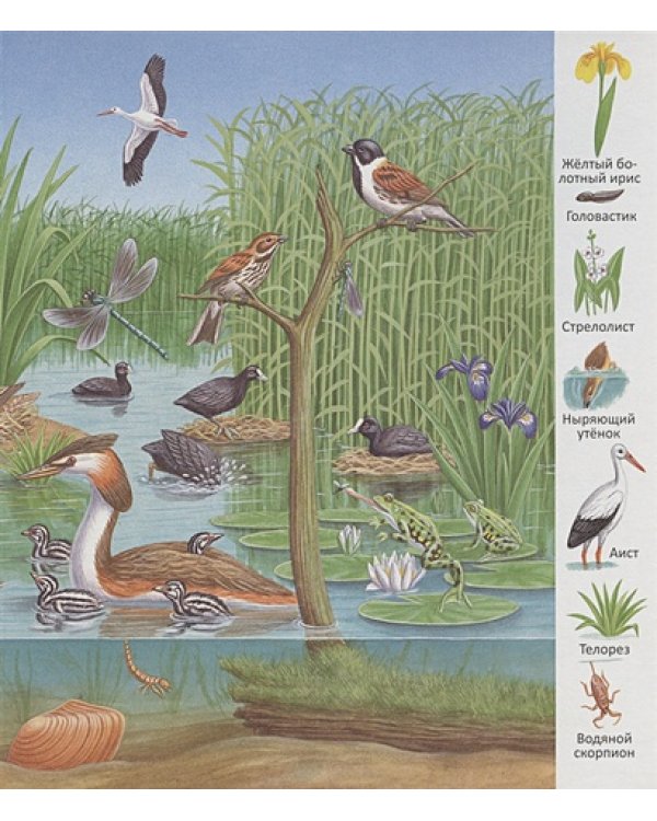 В пруду и у реки