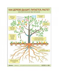 Как дерево дышит,питается и растет